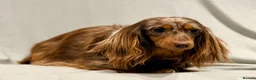 Miniature Dachshund dogs for sale: Long haired dachshund puppie - Advert 2