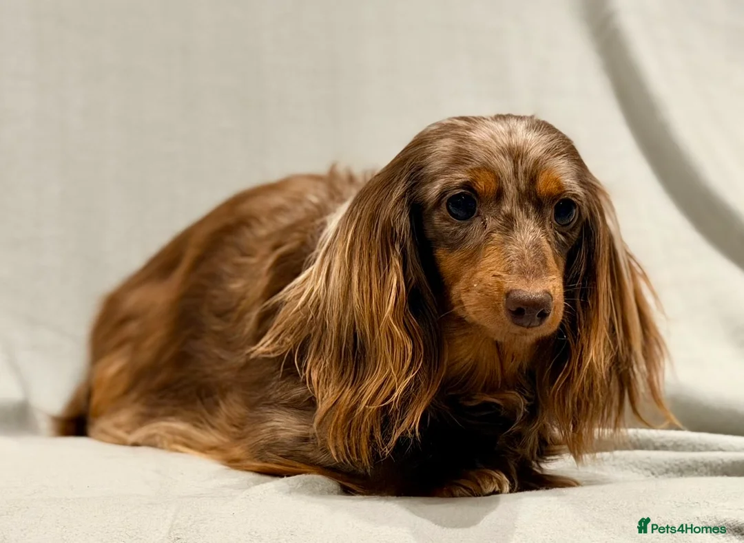 Miniature Dachshund dogs for sale: Long haired dachshund puppie - Advert 2