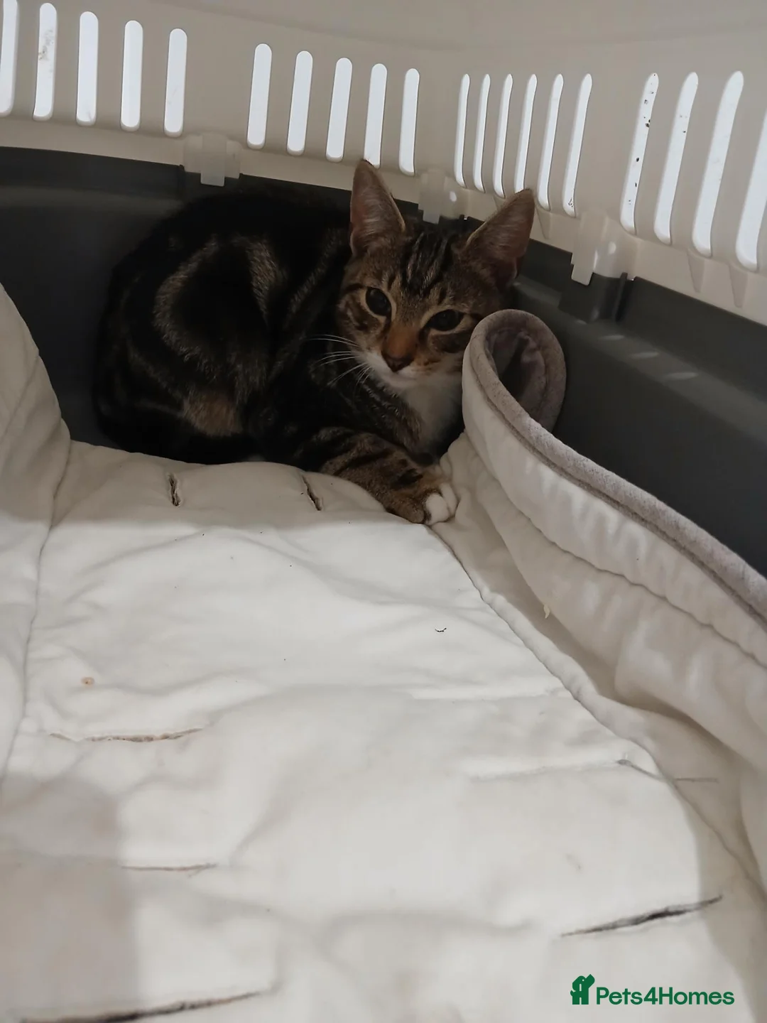 Bengal cats for sale: Beautiful boy - Advert 3