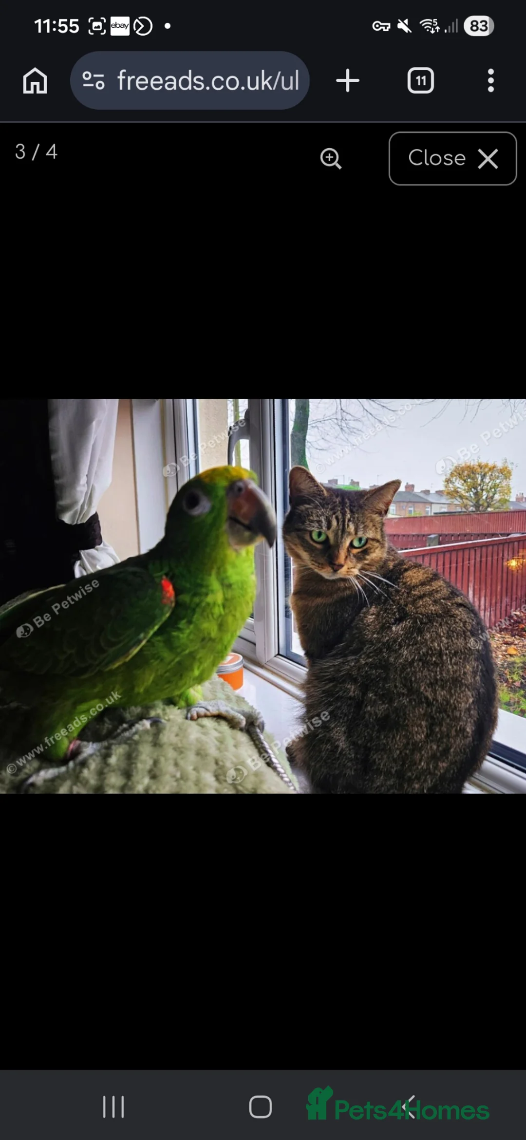Parrots birds for sale: Amazon yellow crown parrot - Advert 1