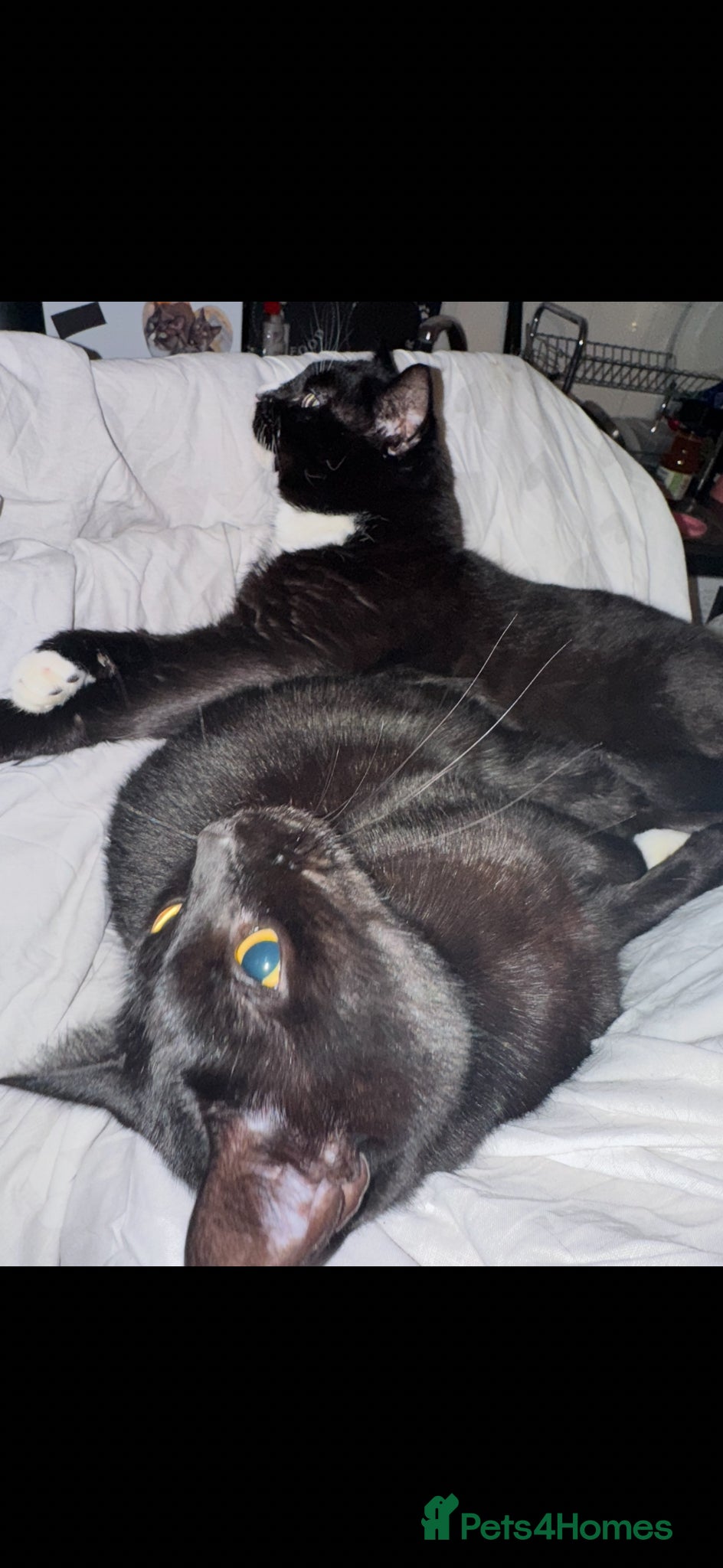 Mixed Breed cats Lovely Indoor Cats Looking for a New Home Together - Advert 2