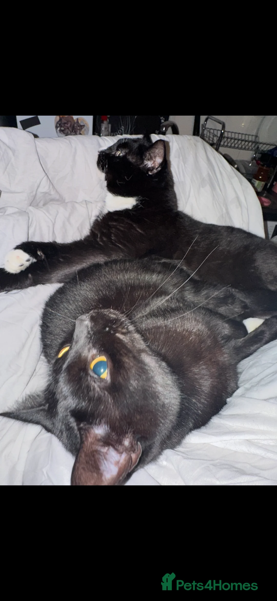 Mixed Breed cats for sale: Lovely Indoor Cats Looking for a New Home Together in Barnet - Advert 1