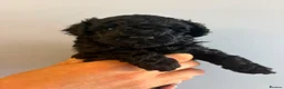 Cavapoo dogs for sale: Gorgeous black toy cavapoo puppies - Advert 2