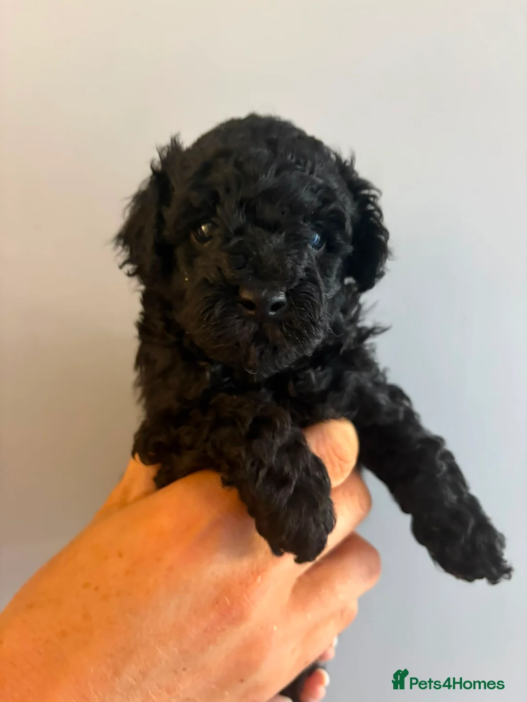 Cavapoo dogs for sale: Gorgeous black toy cavapoo puppies - Advert 2