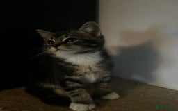 Domestic Shorthair cats for sale: Two gorgeous male kittens £100 each both £150 - Advert 7