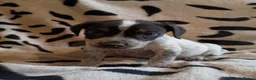 Staffordshire Bull Terrier dogs for sale: Beautiful Merle Staffy pups - Advert 6