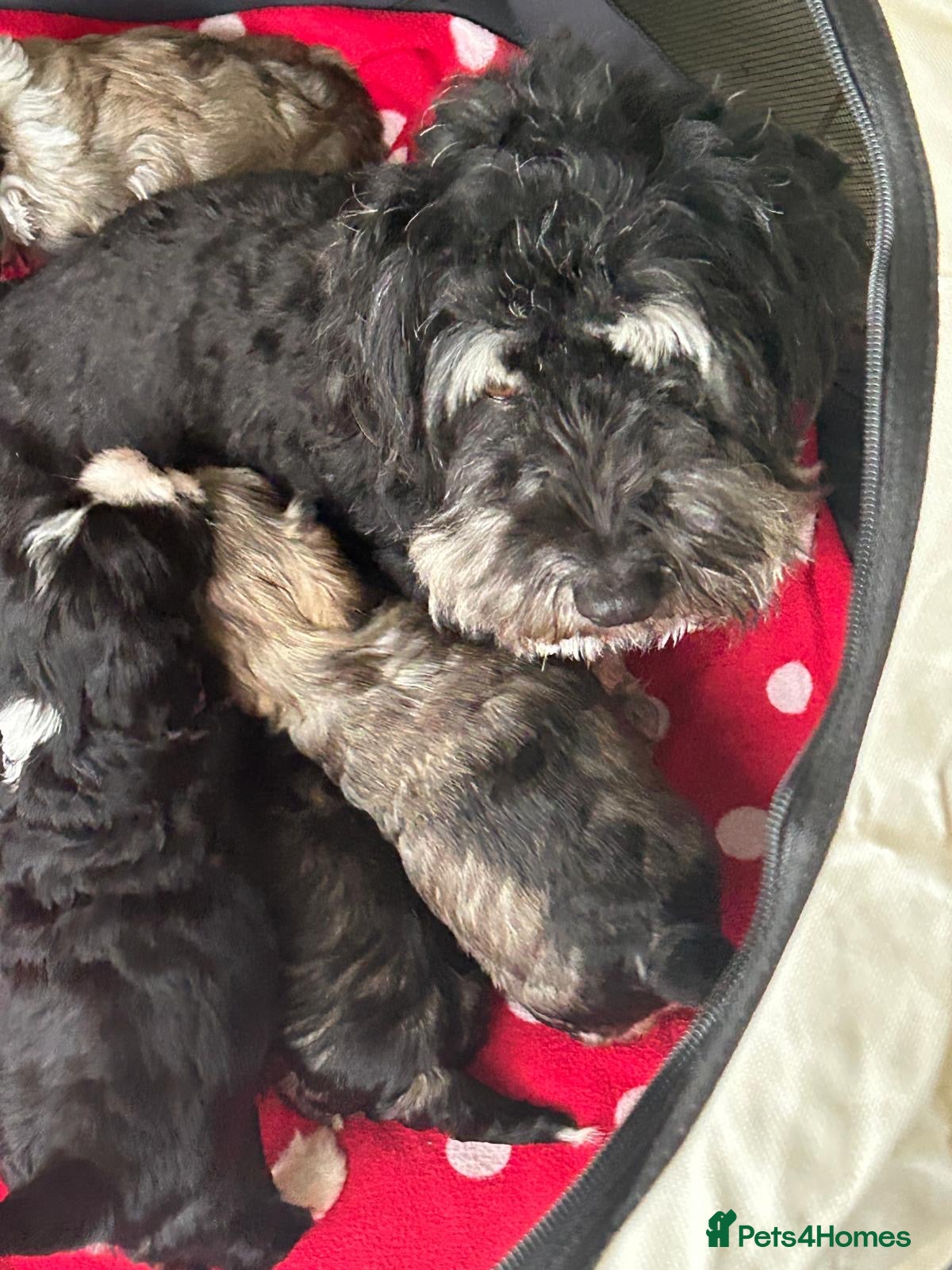 Havanese dogs KC Registered Havanese Puppies  - Advert 1