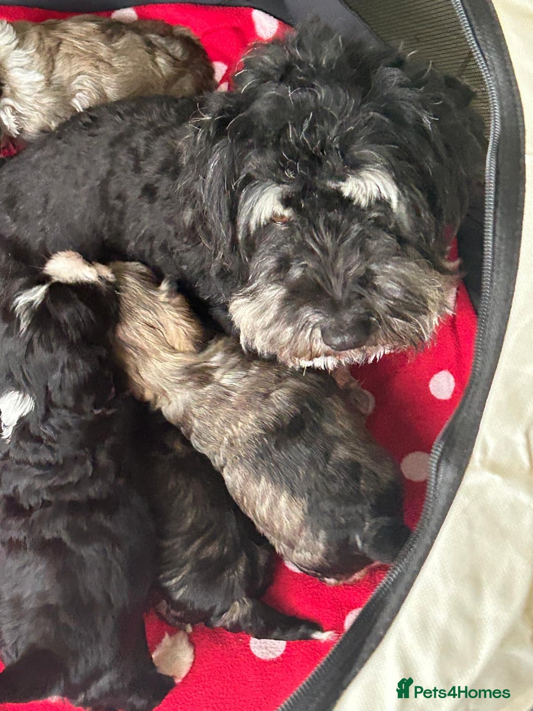 Havanese dogs for sale: KC Registered Havanese Puppies  - Advert 7