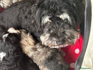 Havanese dogs KC Registered Havanese Puppies - Advert 2