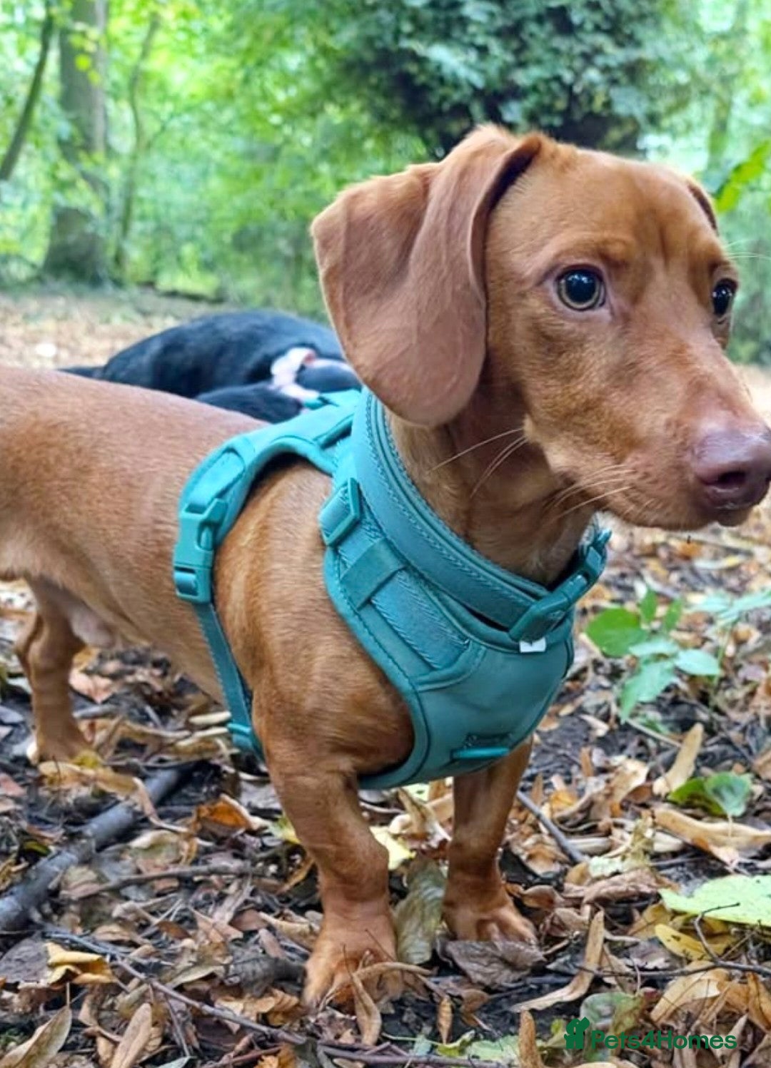 Mixed Breed dogs for sale: Lennie  - Advert 3