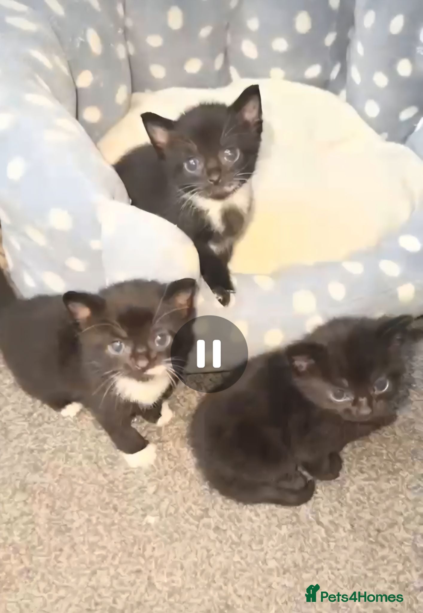 Mixed Breed cats 7 kittens, Mackerel, ghost marked, blotchy tuxedo - Advert 14