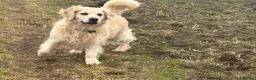 Golden Retriever dogs for sale: 5 year old kc reg fully health tested female  - Advert 12