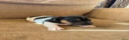 Jack Russell dogs for sale: Stunning Jack Russell pups  - Advert 6
