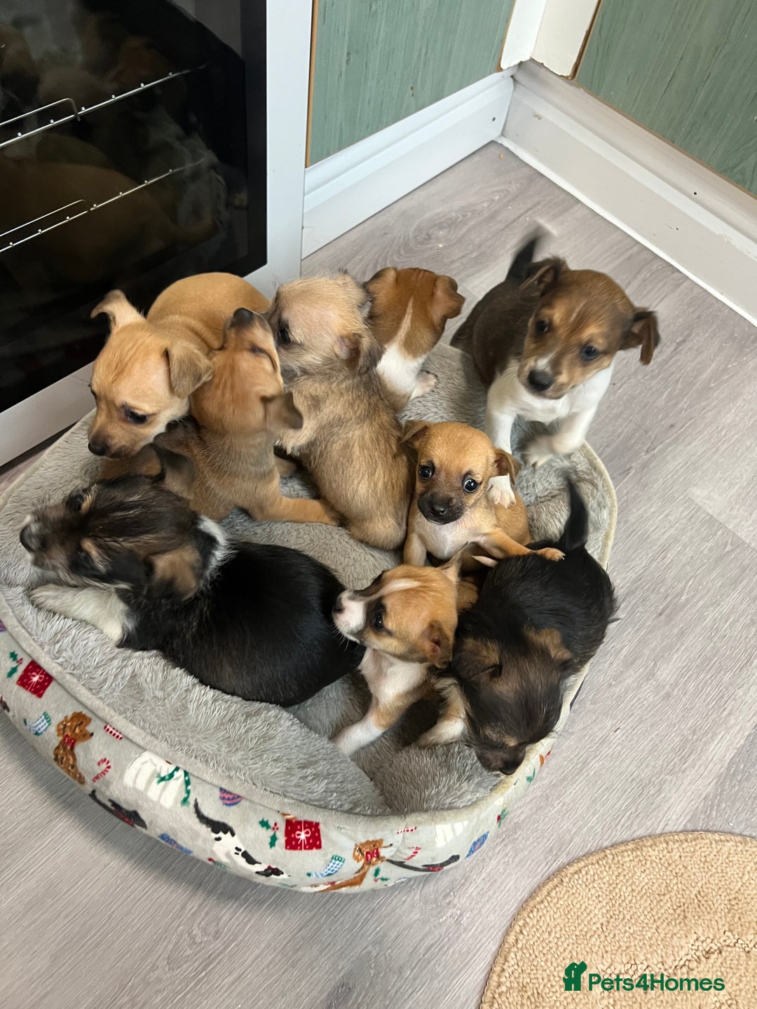 Jack Russell dogs for sale: Jack russel puppies for sale  - Advert 12