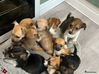 Jack Russell dogs Jack russel puppies for sale - Advert 15