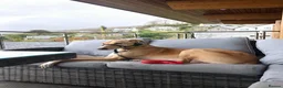 Mixed Breed dogs for sale: Loving 7 Year Old Lurcher - Advert 3