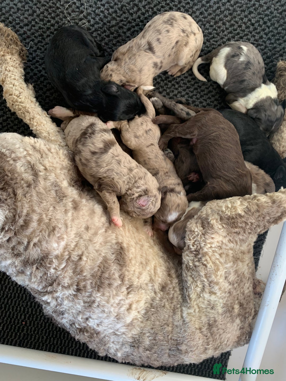 Bernedoodle dogs for sale: Midi Size Bernedoodle Merle, Chocolate - Advert 5