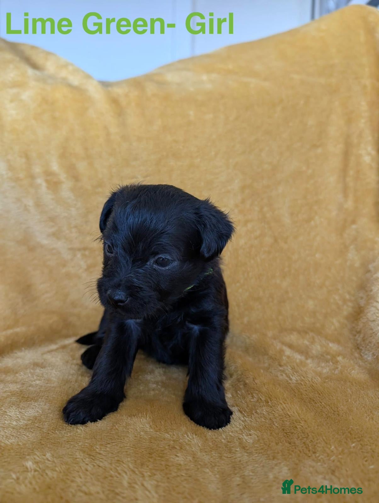 Mixed Breed dogs Beautiful Border terrier/Patterdale terrier pups - Advert 16