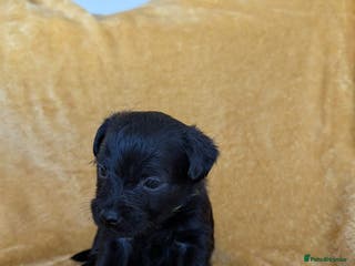 Mixed Breed dogs Beautiful Border terrier/Patterdale terrier pups - Advert 16