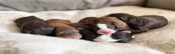 Bordoodle dogs for sale: OUTSTANDING *SABLE / TRI* BORDOODLES - Advert 10