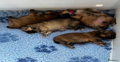 Pomeranian dogs Gorgeous Pomeranian Puppies, 2 Boys and 1 Girl - Advert 5