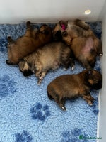 Pomeranian dogs Gorgeous Pomeranian Puppies, 2 Boys and 1 Girl - Advert 5