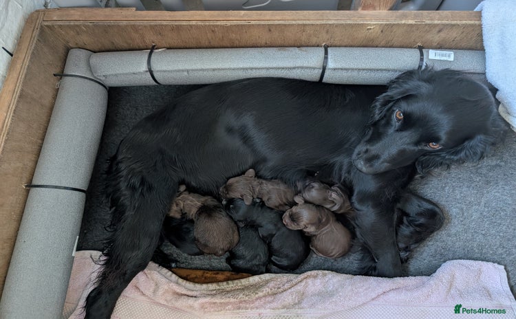 Sprocker dogs - Advert 1
