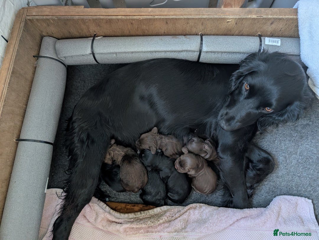 Sprocker dogs for sale: Working Sprocker puppies for sale - Image 1