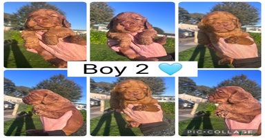 Cocker Spaniel dogs - Advert 5