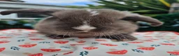 Mini Lop rabbits for sale: Chocolate vm mini lop - Advert 6