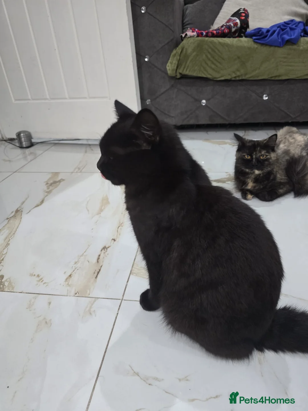 British Shorthair cats for sale: Black Male BSH Cat - Advert 5