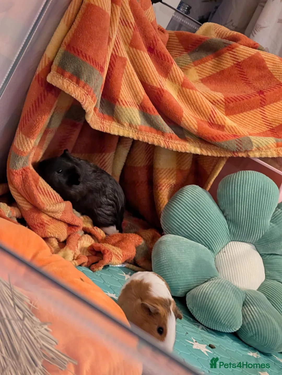 Guinea Pig rodents for sale: 💕2 Sweet Boys with Full Set Up💕 - Advert 4