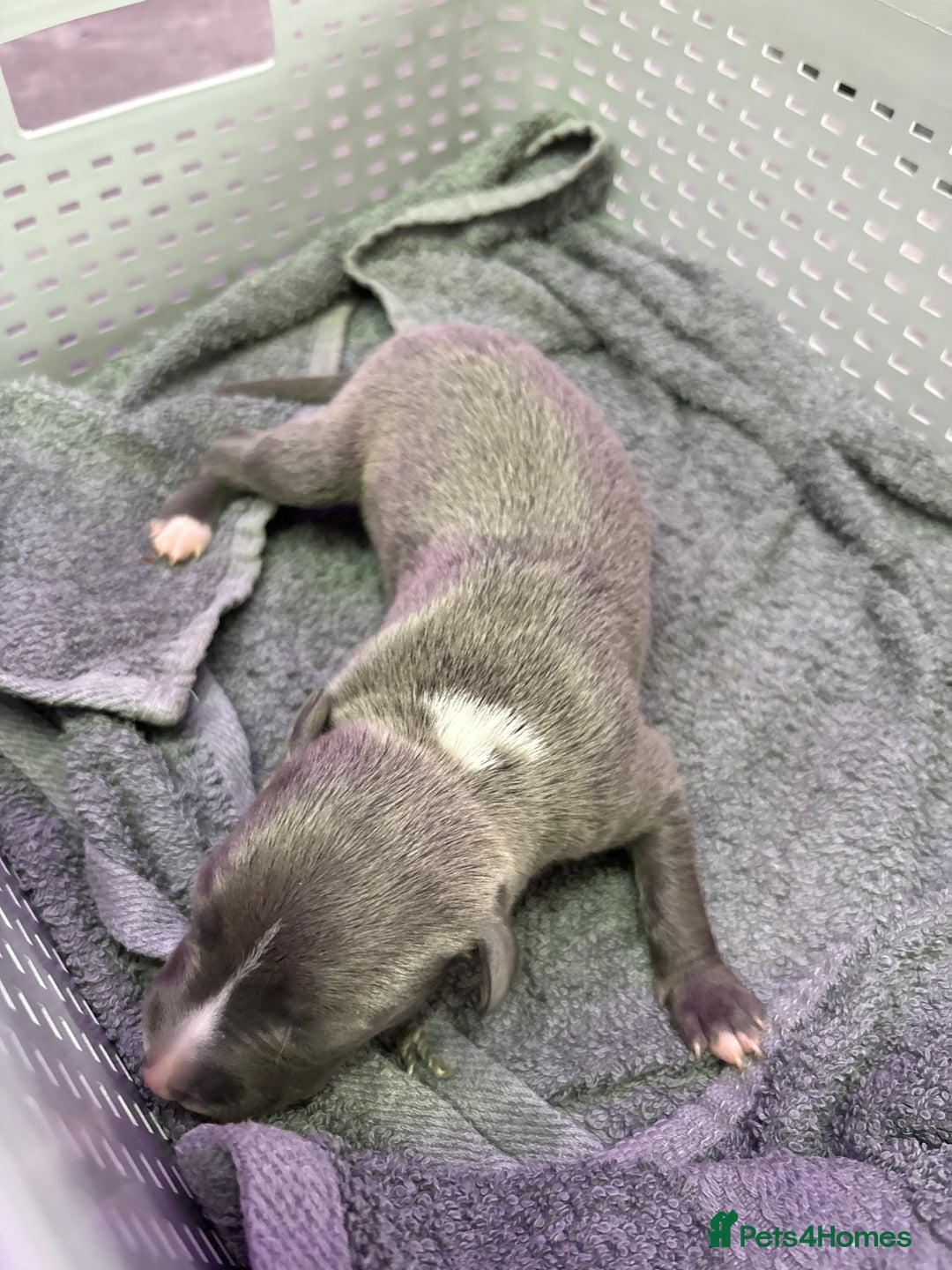 Whippet dogs for sale: Whippet , blue and blue and white puppies for sale - Image 17
