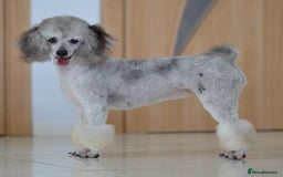 Miniature Poodle dogs for sale: Miniature Poodle Puppies from DNA tested Parents - Image 16