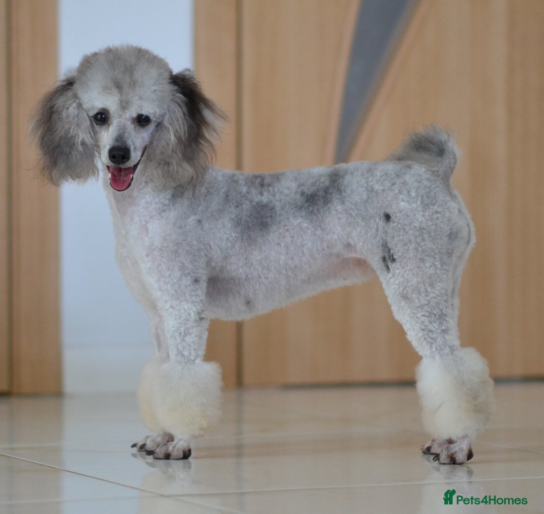 Miniature Poodle dogs for sale: Miniature Poodle Puppies from DNA tested Parents - Image 16