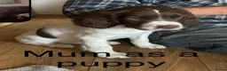 Sprocker dogs for sale: Sproker puppies born 21/9/2026 - Advert 5