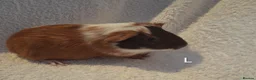 Guinea Pig rodents for sale: Beautiful Baby guineas ready now ♥️ - Advert 20