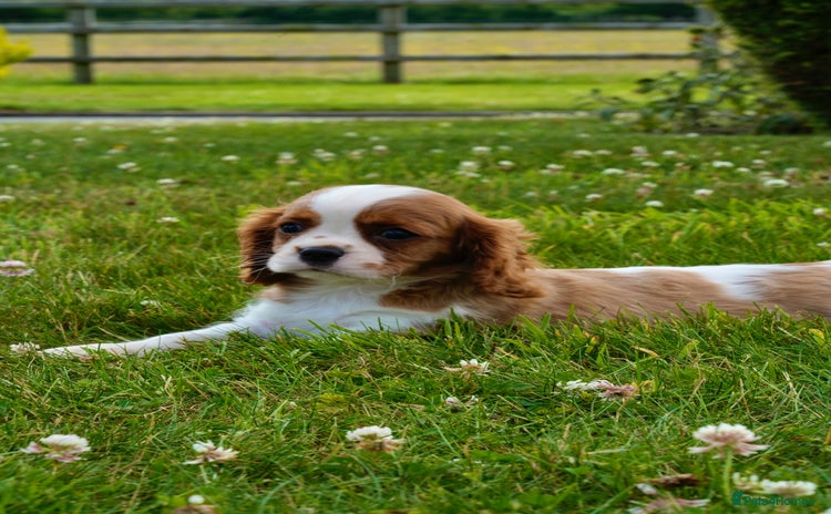 Cavalier King Charles Spaniel dogs - Advert 8