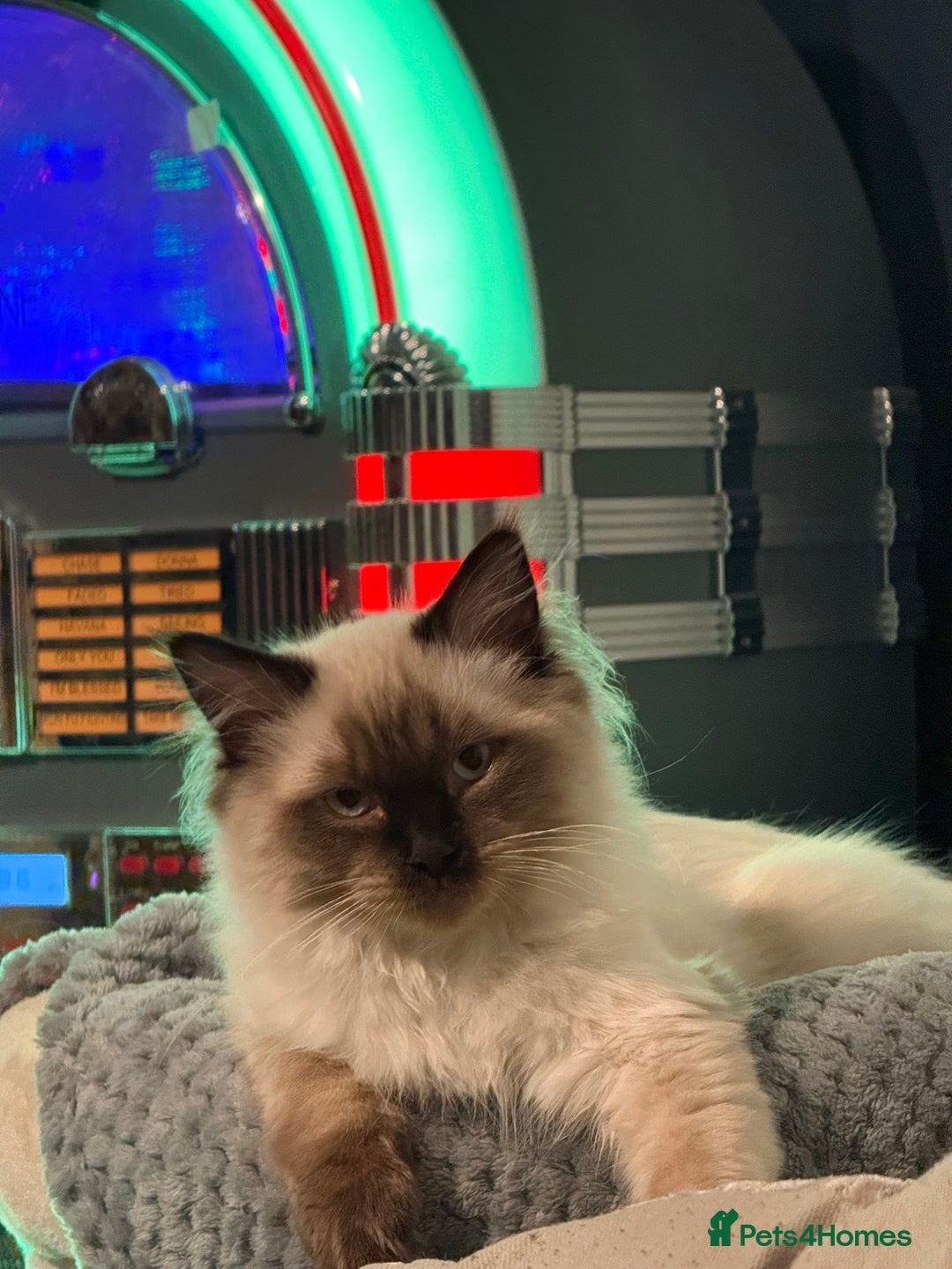 Ragdoll cats for sale: Ragdoll Boy for Rehoming - Advert 7