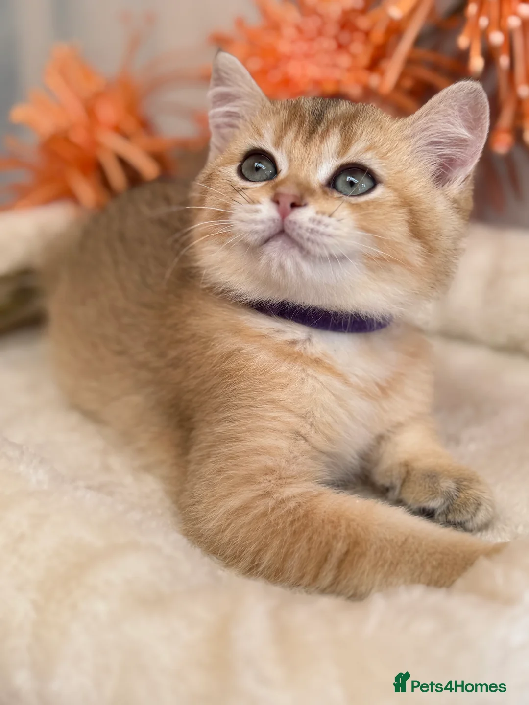 British Shorthair cats for sale: British shorthair blue/black golden kittens GCCF  - Advert 24