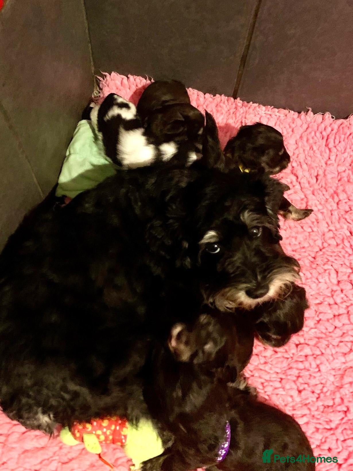 Miniature Schnauzer dogs for sale: 5* LICENSED RKC CHOCOLATE SCHNAUZER LITTER - Advert 10