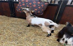 Goats livestock for sale: Reg Pygmy Nanny Goats  - Image 6