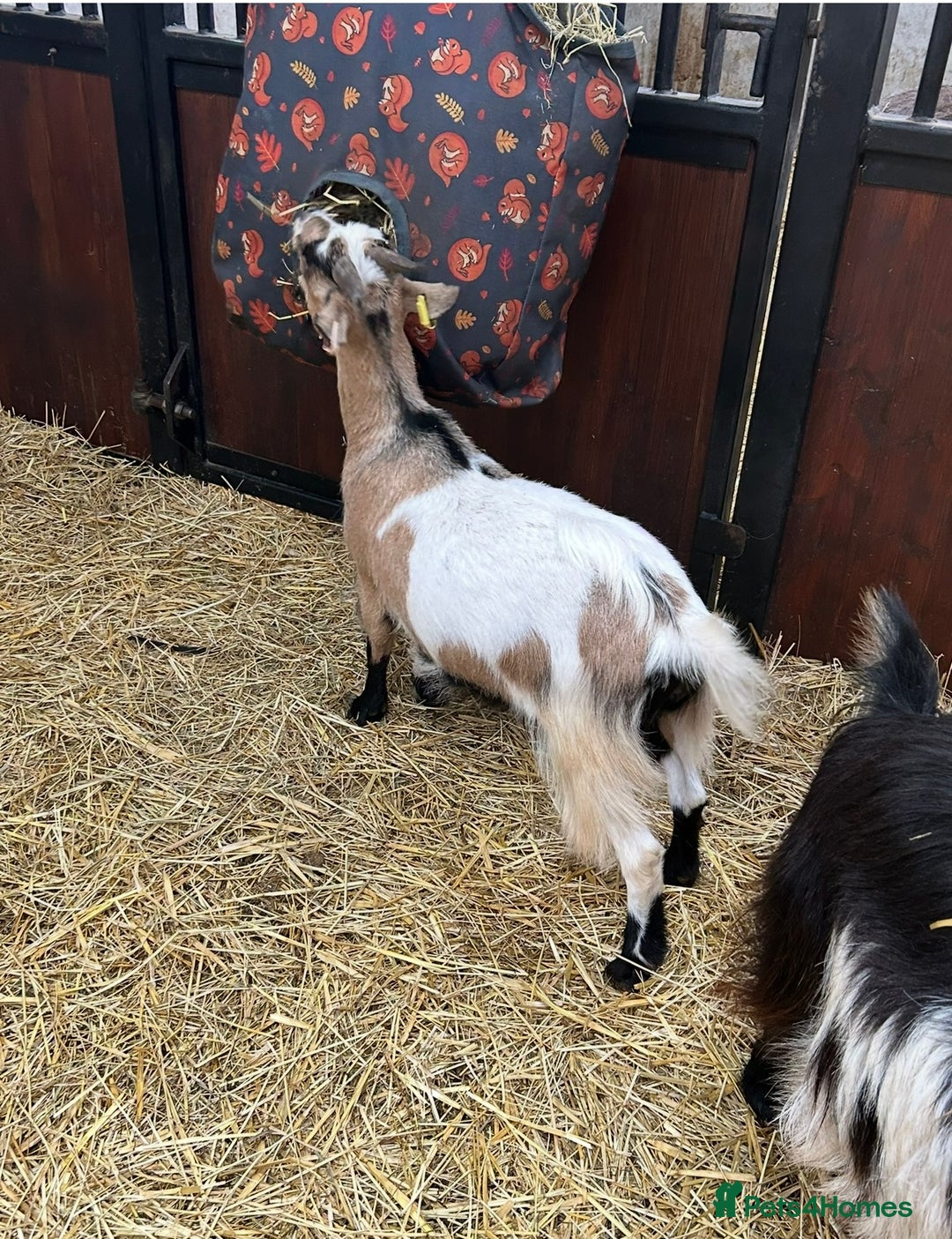 Goats livestock for sale: Reg Pygmy Nanny Goats  - Image 6