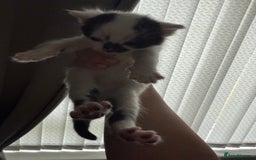 British Shorthair cats for sale: 4 Kittens for sale - Image 18