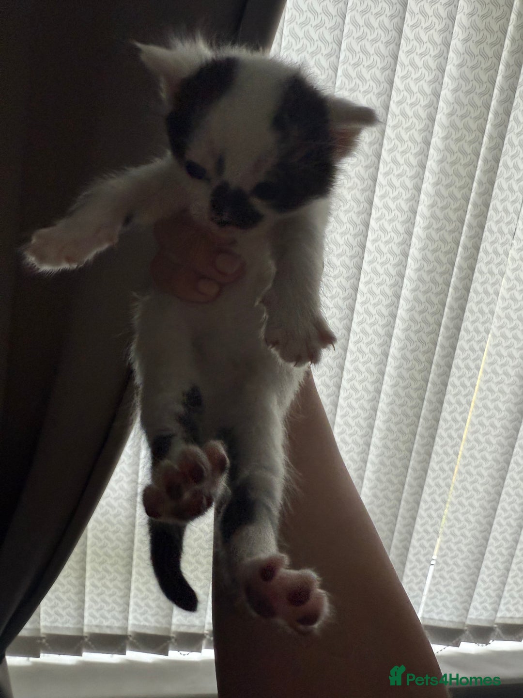British Shorthair cats for sale: 4 Kittens for sale - Image 18