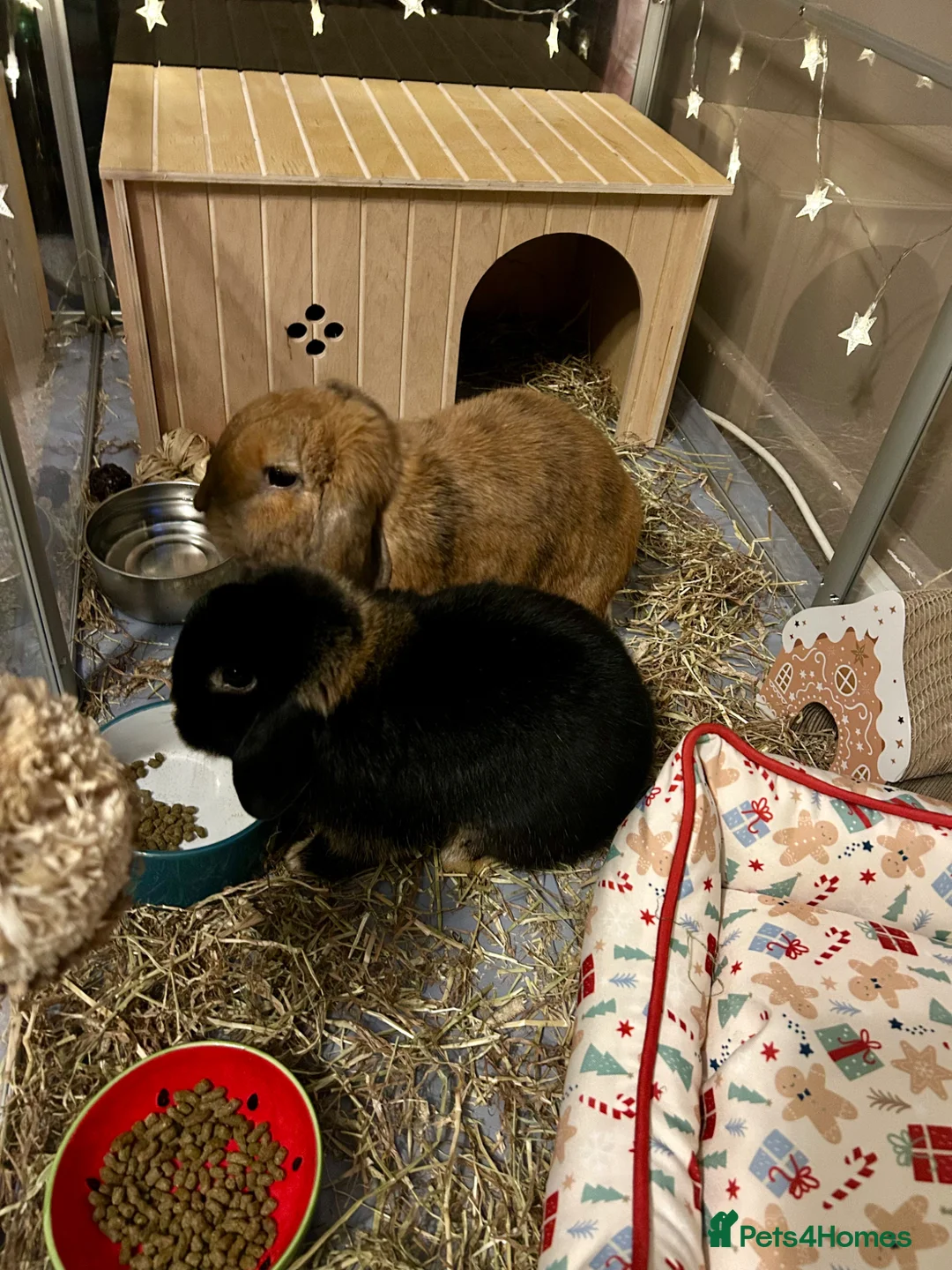 Mixed Breed rabbits for sale: Adorable pair of friendly Lop rabbits 🐰 - Advert 1