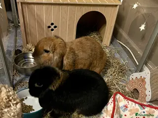 Mixed Breed rabbits Adorable pair of friendly Lop rabbits 🐰 - Advert 5