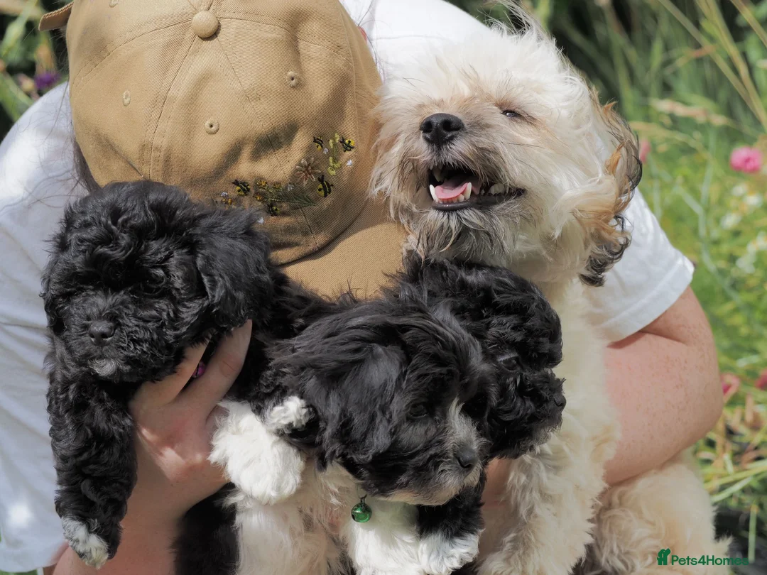 Mixed Breed dogs for sale: Adorable Pomchi mix with Coton de Tulear puppies in York - Advert 2