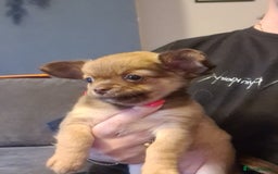 Chihuahua dogs for sale: 3 beautiful boy pedigree chihuahuas - Image 6