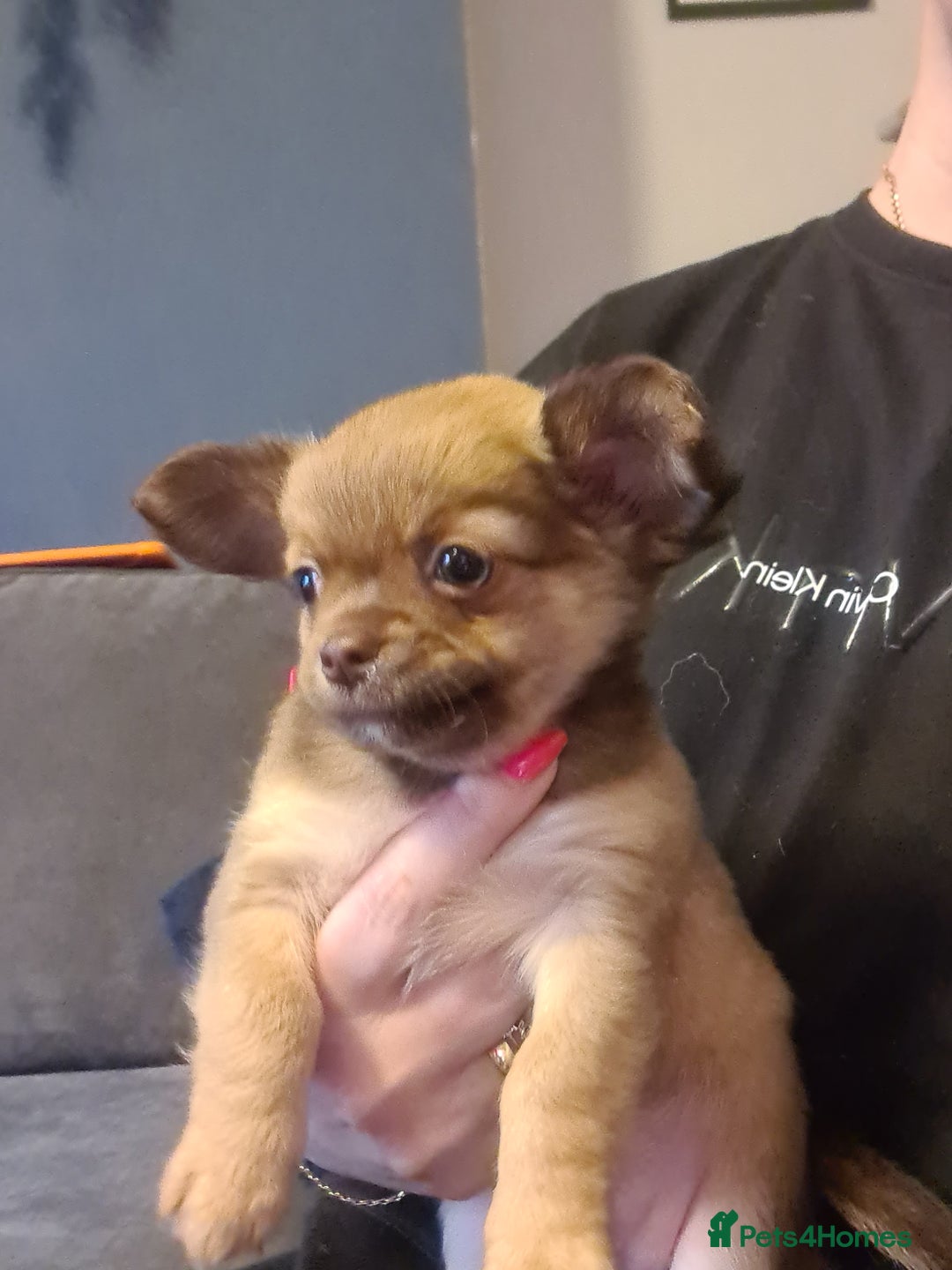 Chihuahua dogs for sale: 3 beautiful boy pedigree chihuahuas - Image 6